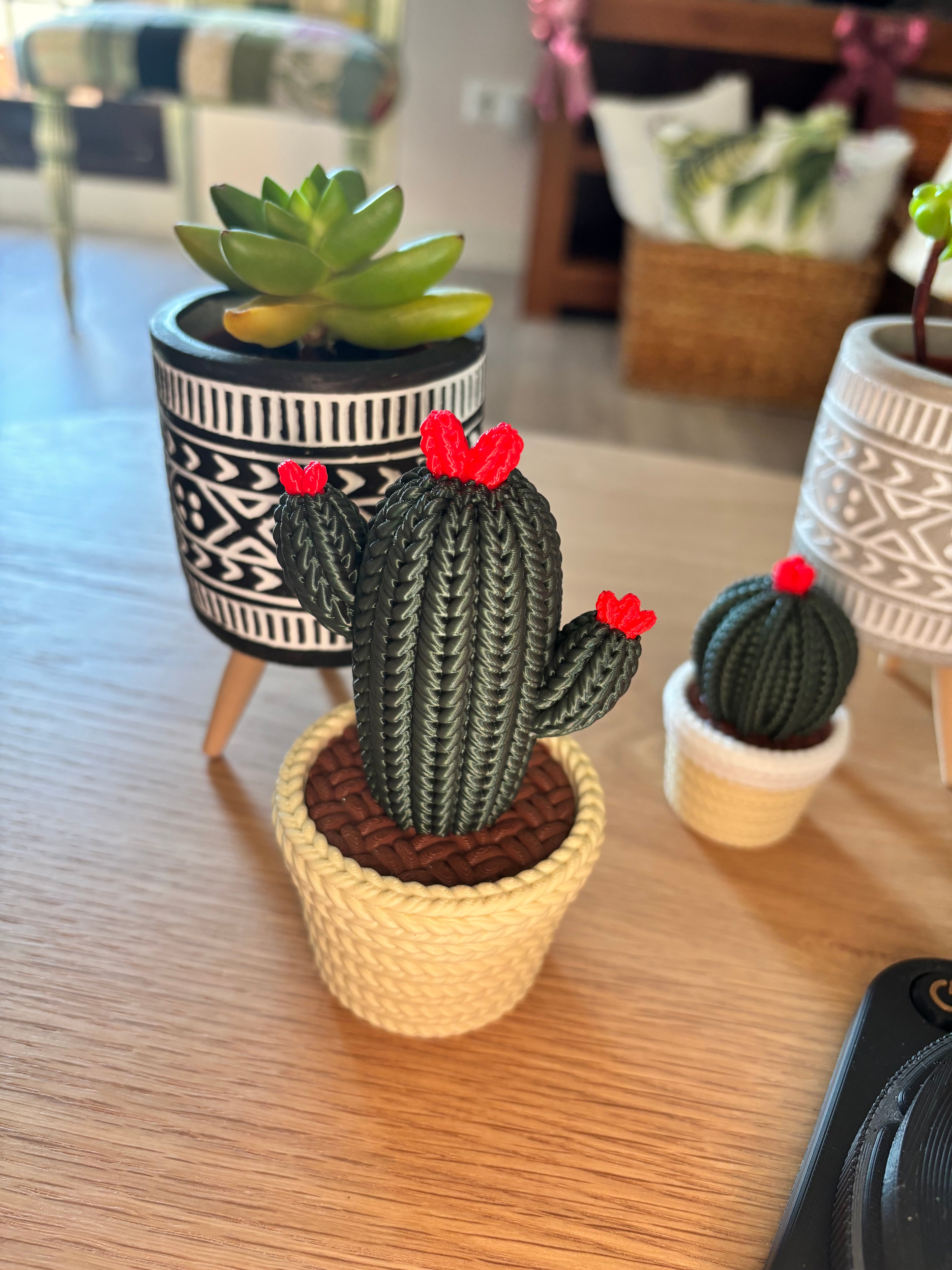 Cajita Cactus 🌵