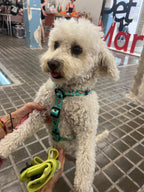 Arnés Clásico Ajustable Cookies